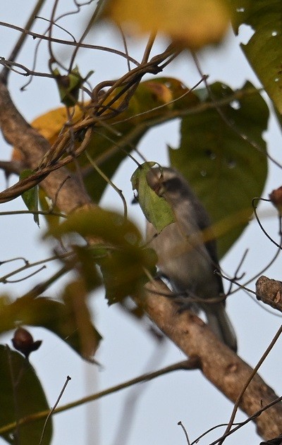 Téphrodorne de Pondichéry - ML644710890