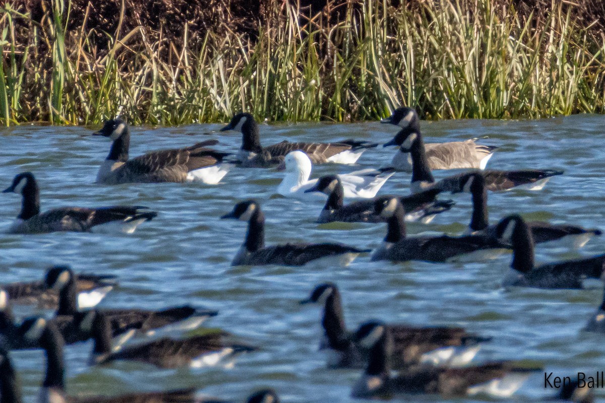 husa bělostná - ML644710892