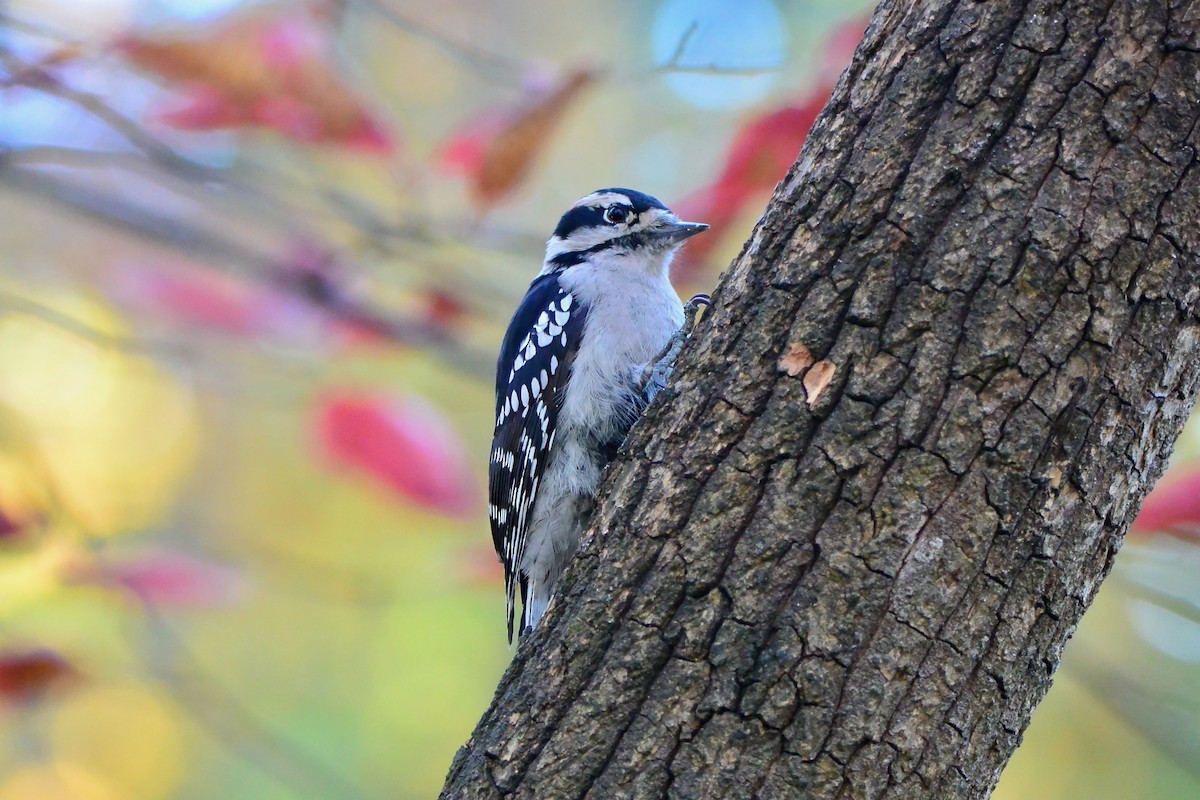 Pic mineur - ML644710893