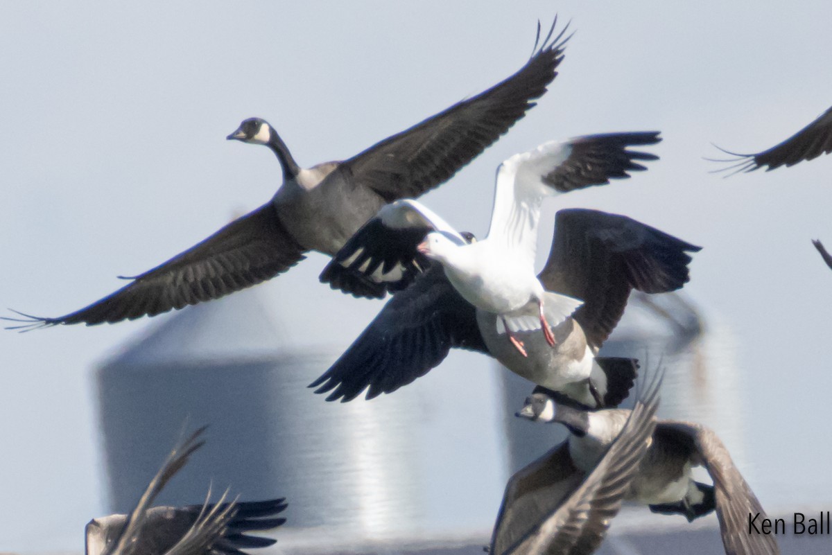 husa bělostná - ML644710908