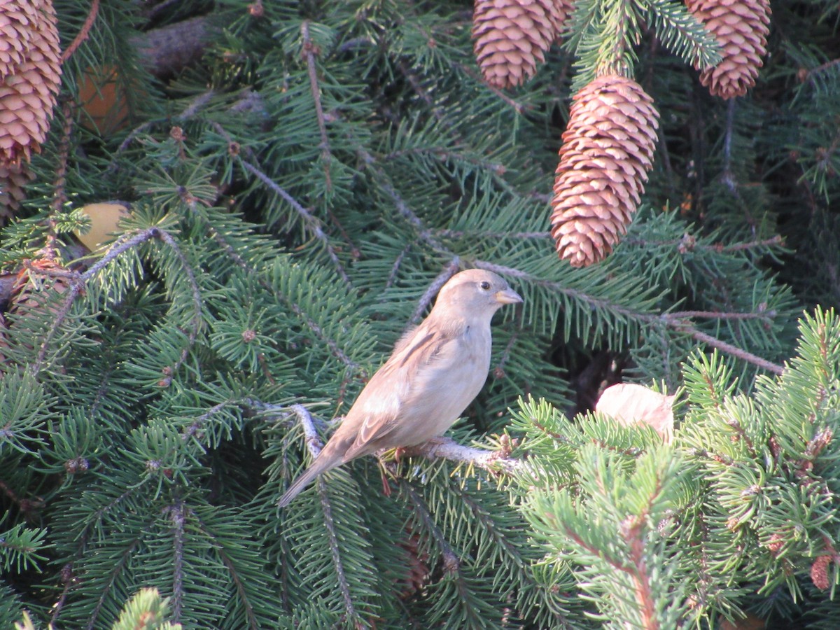 House Sparrow - ML644710909
