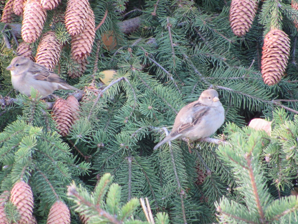House Sparrow - ML644710910