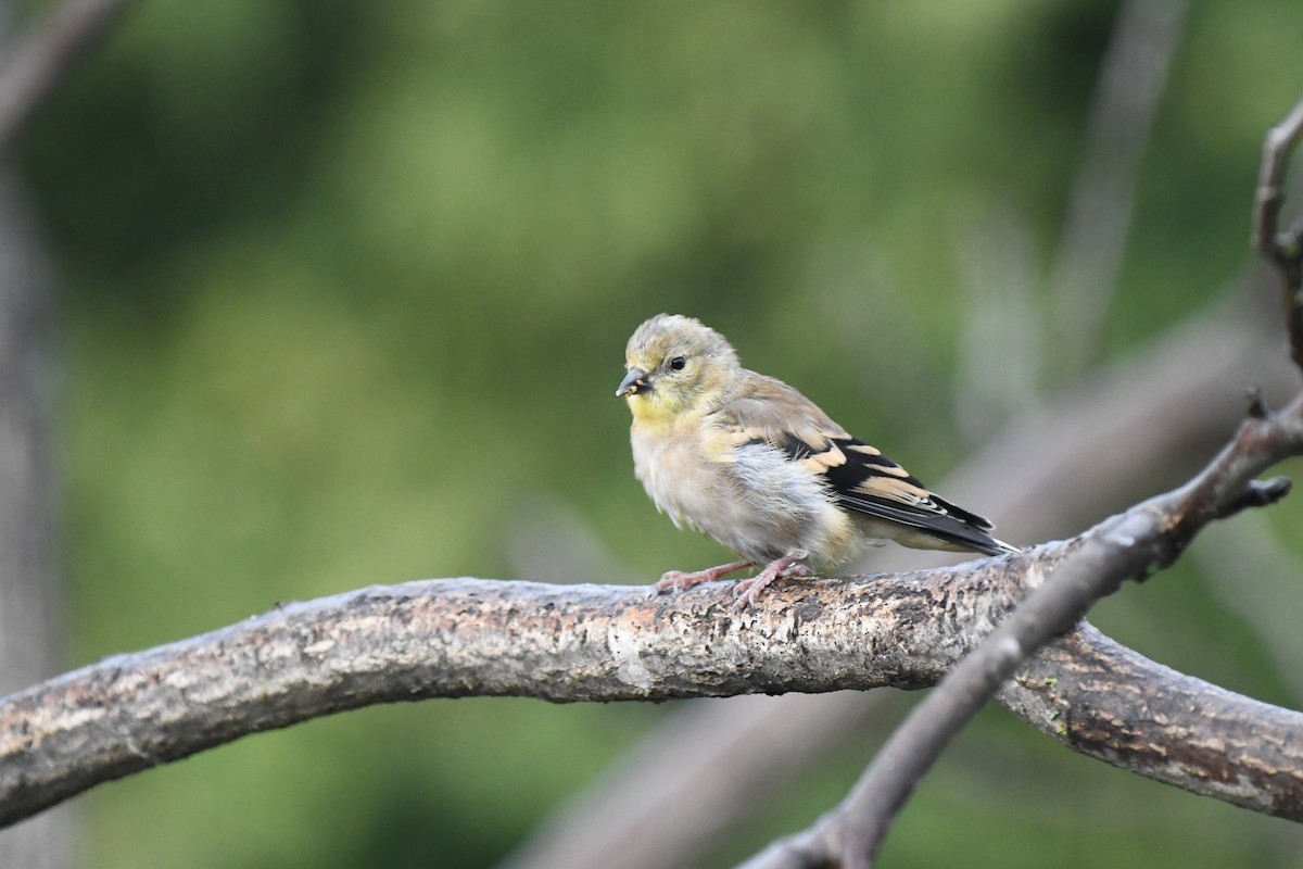 オウゴンヒワ - ML644710911