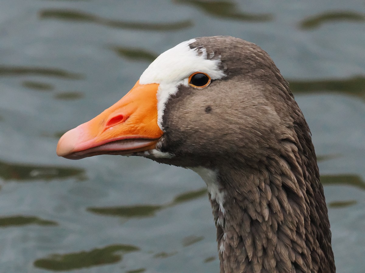 husa velká - ML644710912