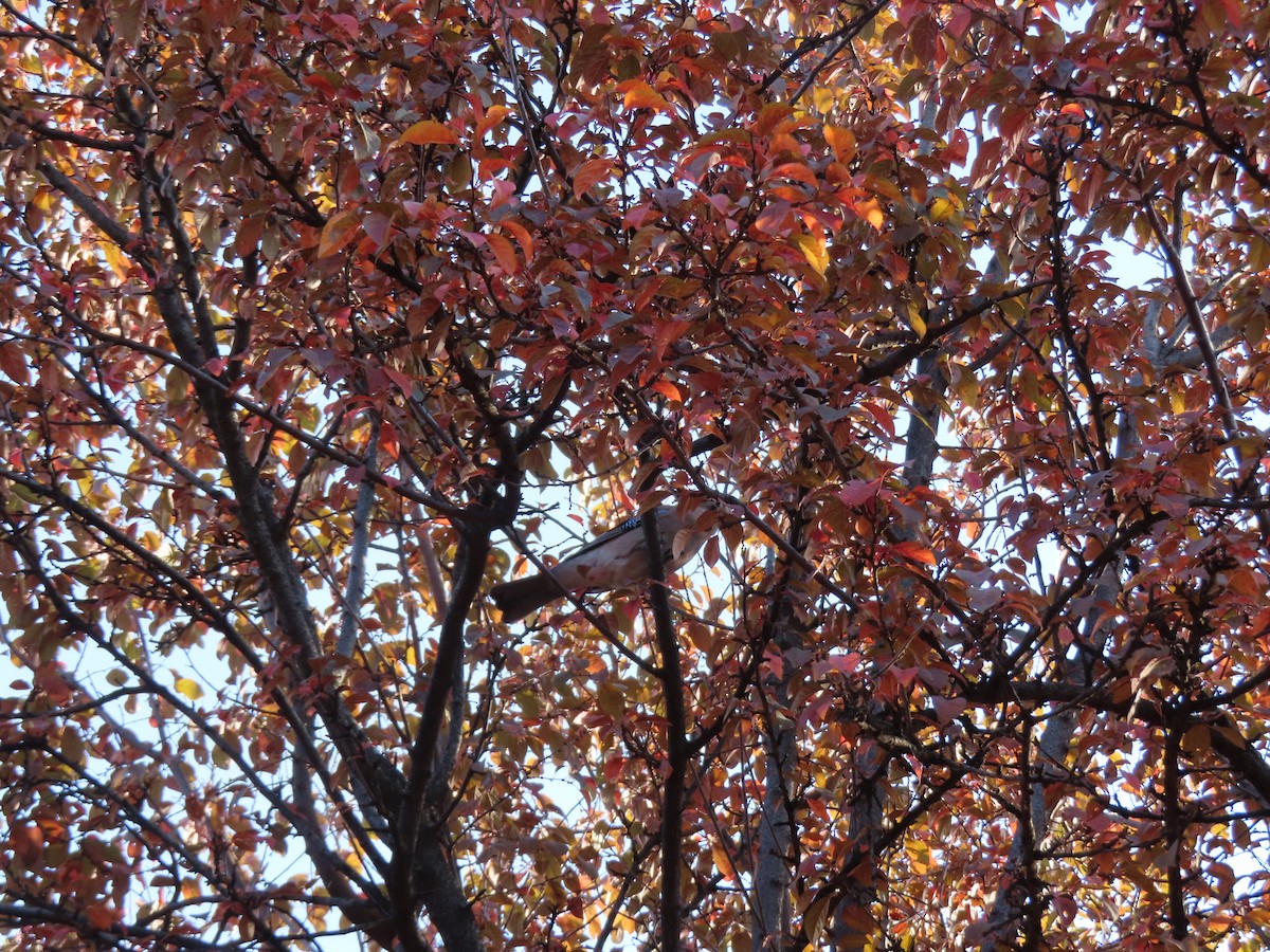 sojka obecná - ML644710913