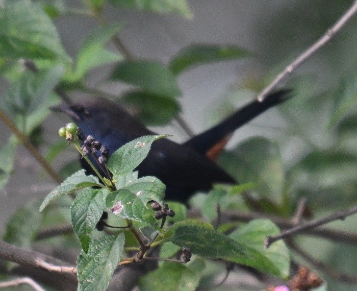 Shama indien - ML644710914