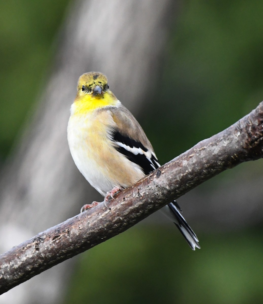 オウゴンヒワ - ML644710917