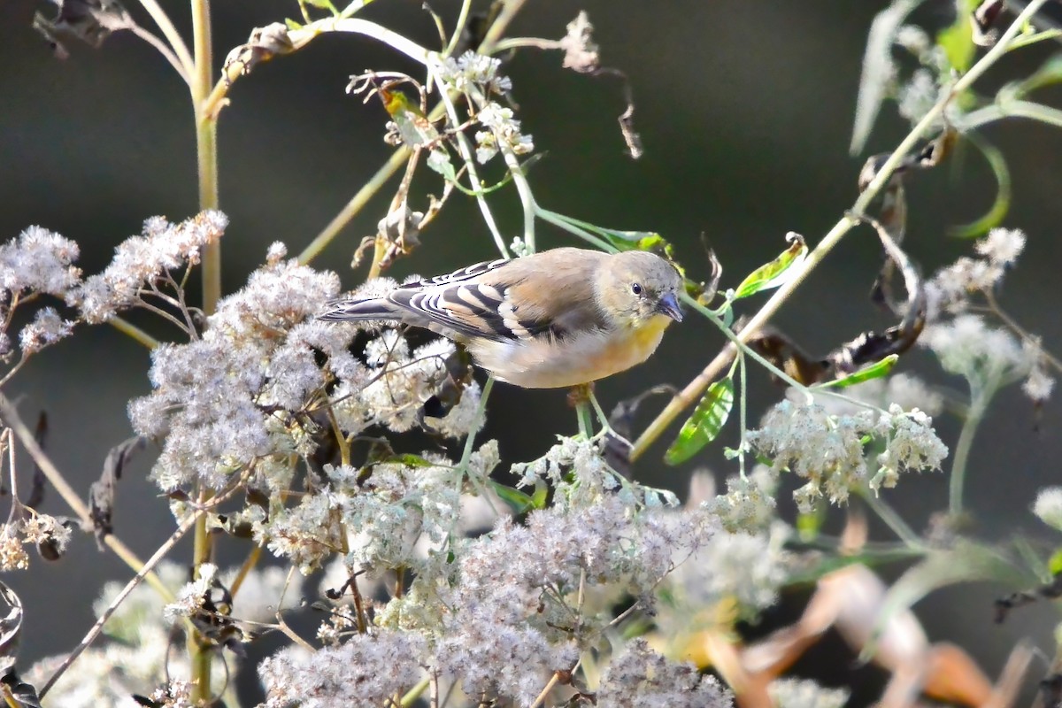 オウゴンヒワ - ML644710918