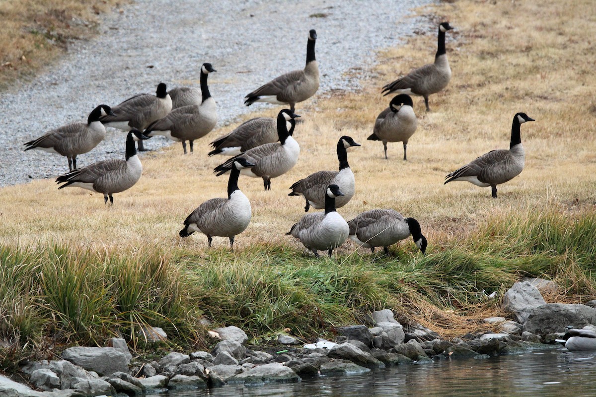ברנטה קנדית - ML644710919