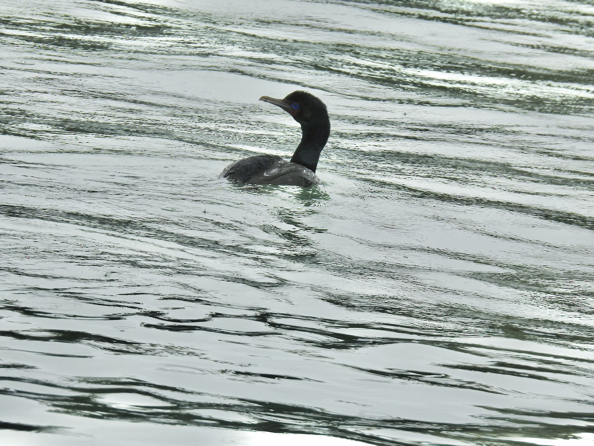 Stewart Island Shag (Foveaux) - ML644710920