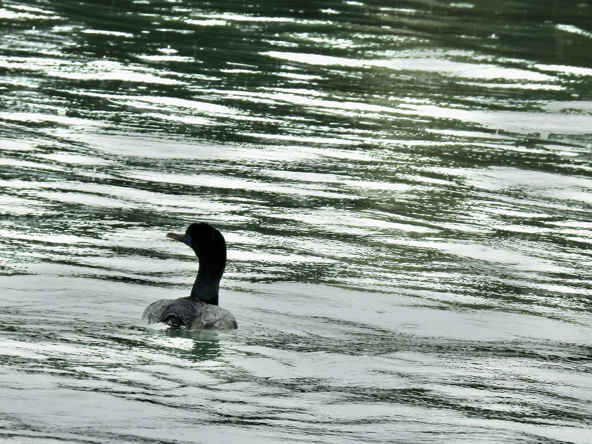 Stewart Island Shag (Foveaux) - ML644710921