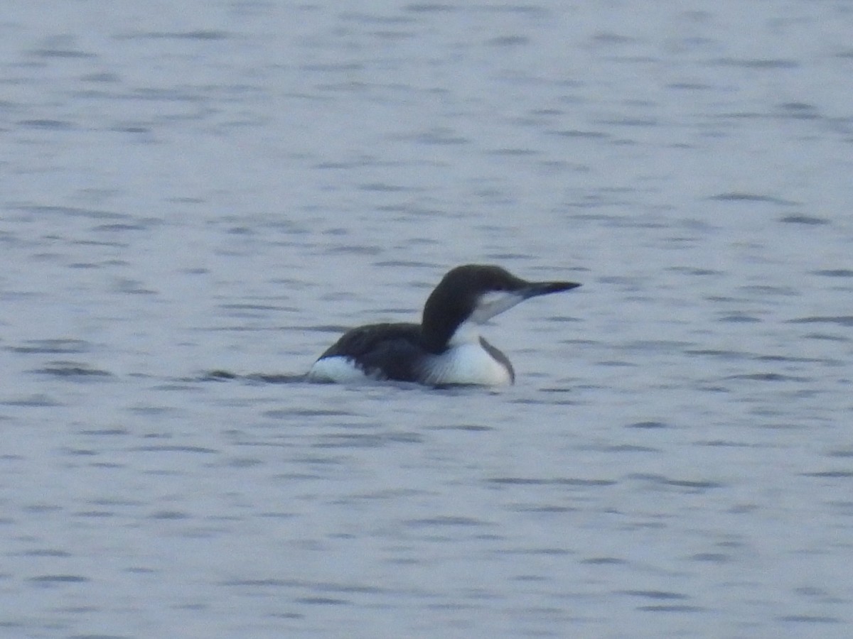 storlom - ML644710923