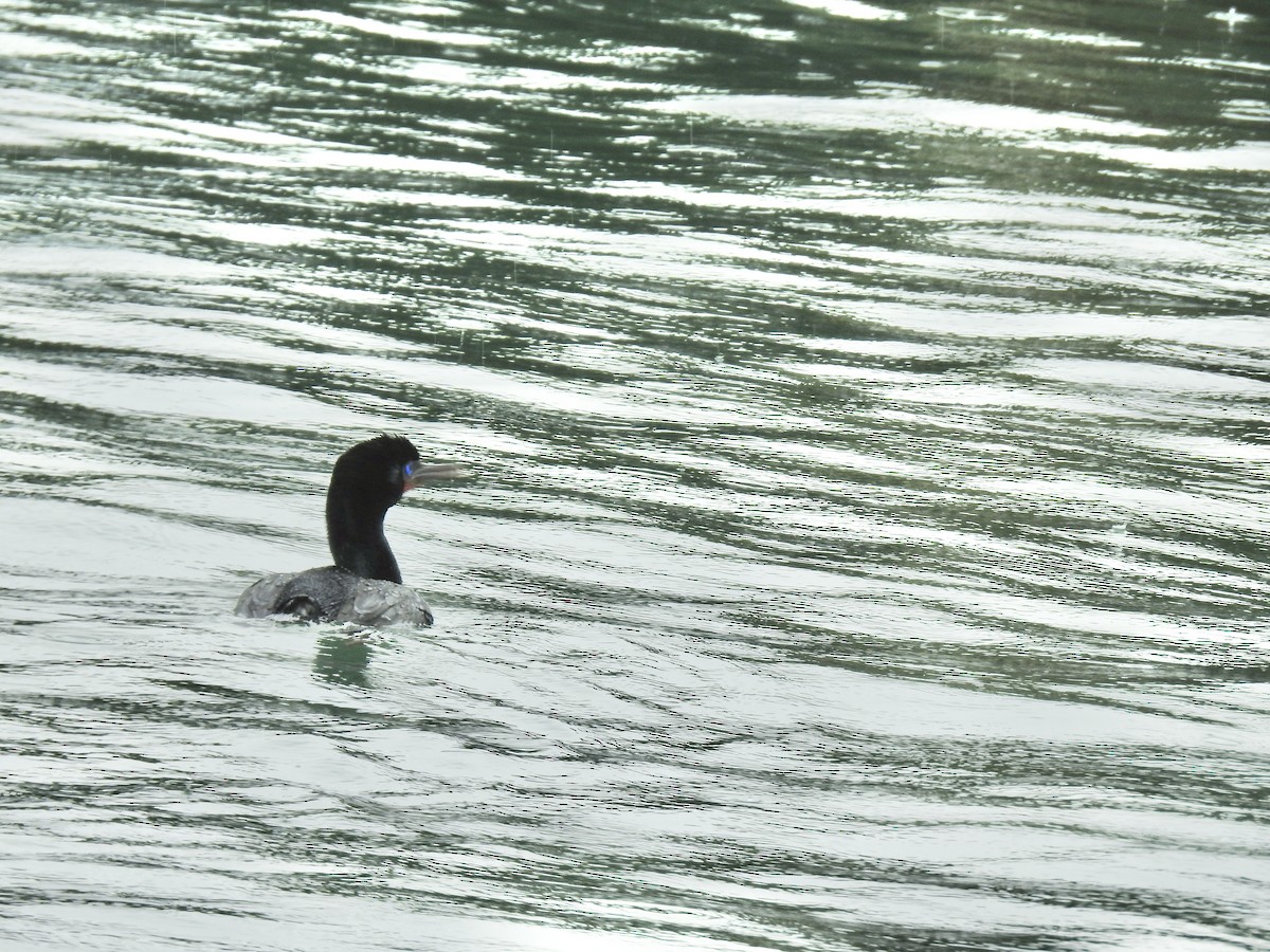 Stewart Island Shag (Foveaux) - ML644710924