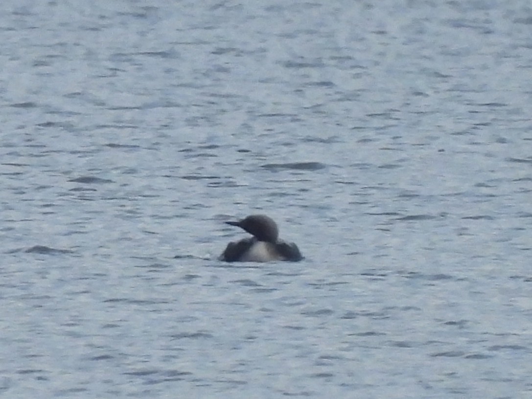 storlom - ML644710926