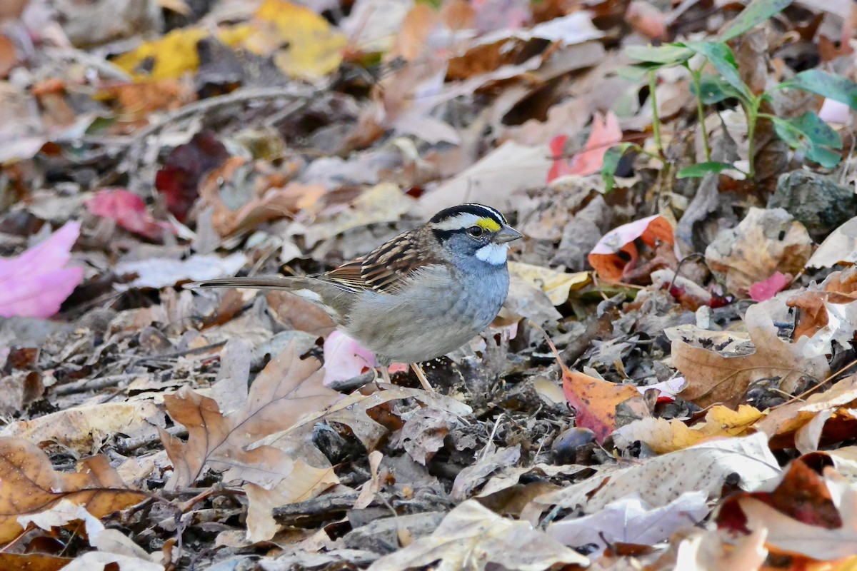 White-throated Sparrow - ML644710932