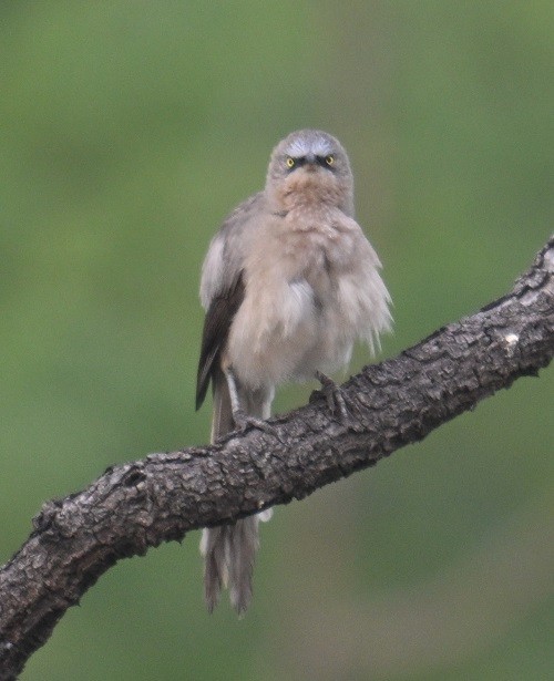 Cratérope gris - ML644710935