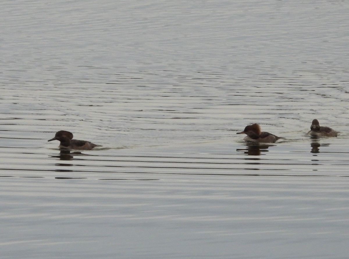 Hooded Merganser - ML644710936