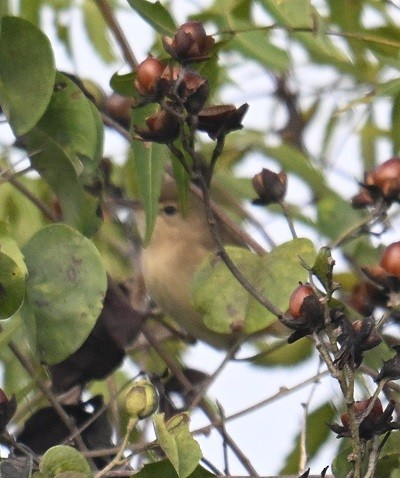 Passeriformes sp. (fauvette de l'ancien monde sp.) - ML644710937