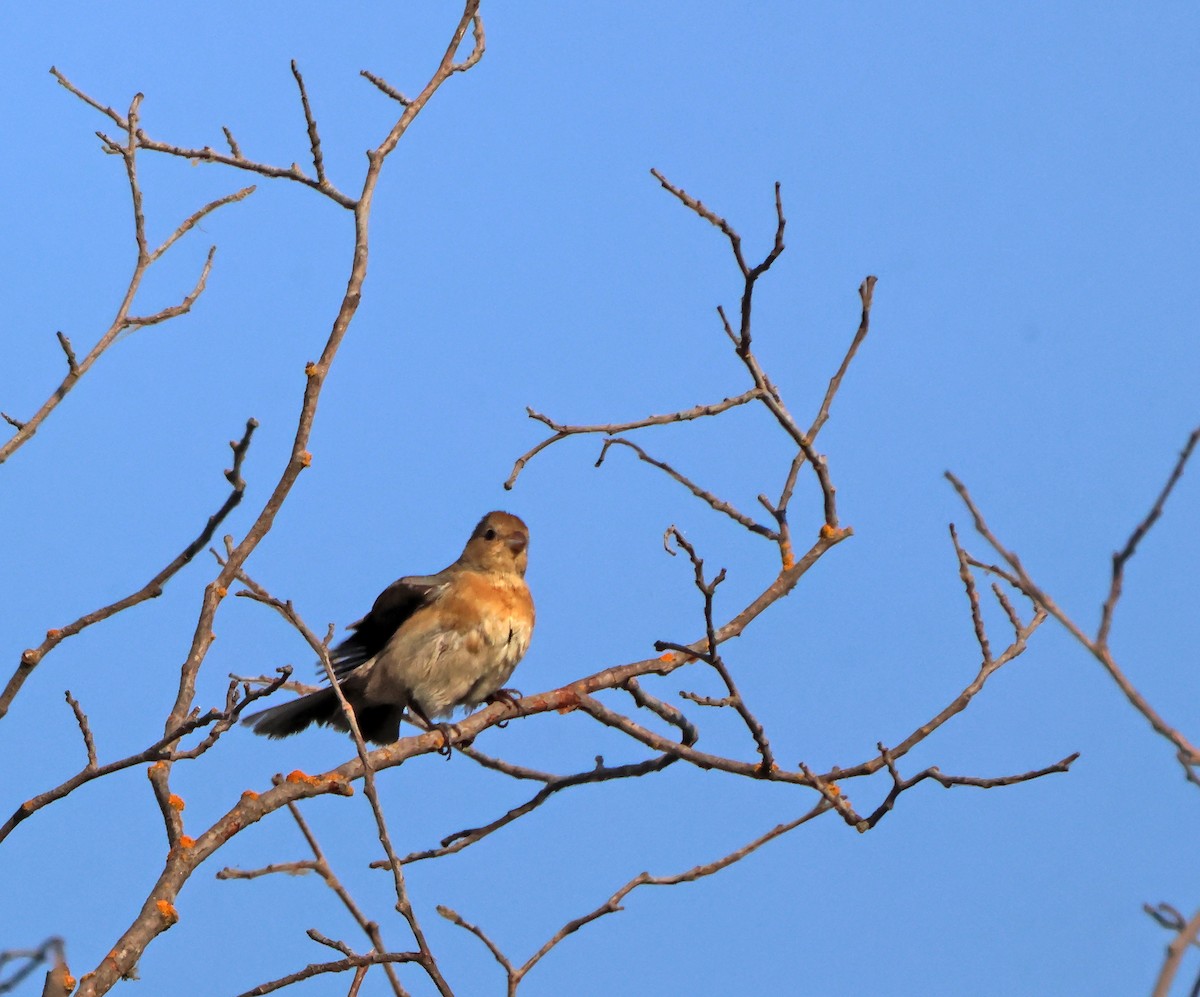Lazuli Bunting - ML644710938