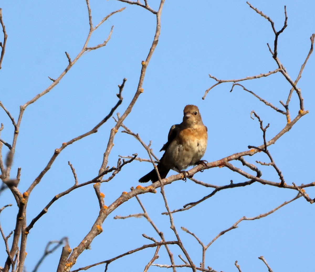 Lazuli Bunting - ML644710954