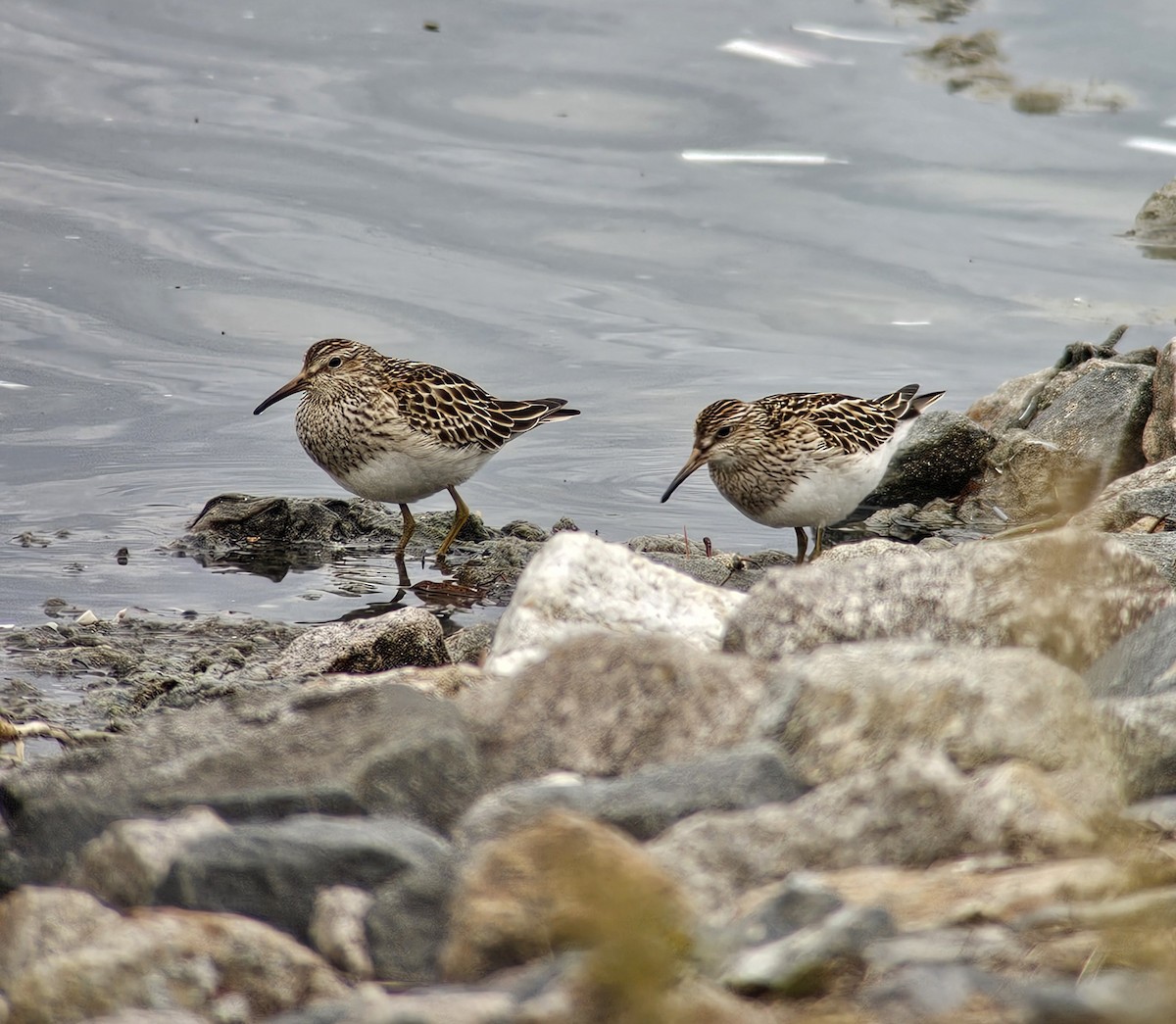 Pectoral Sandpiper - ML644710957