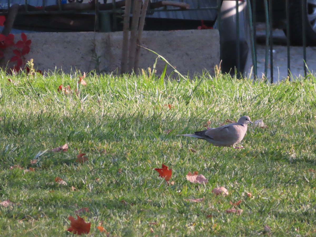 hrdlička zahradní - ML644710958