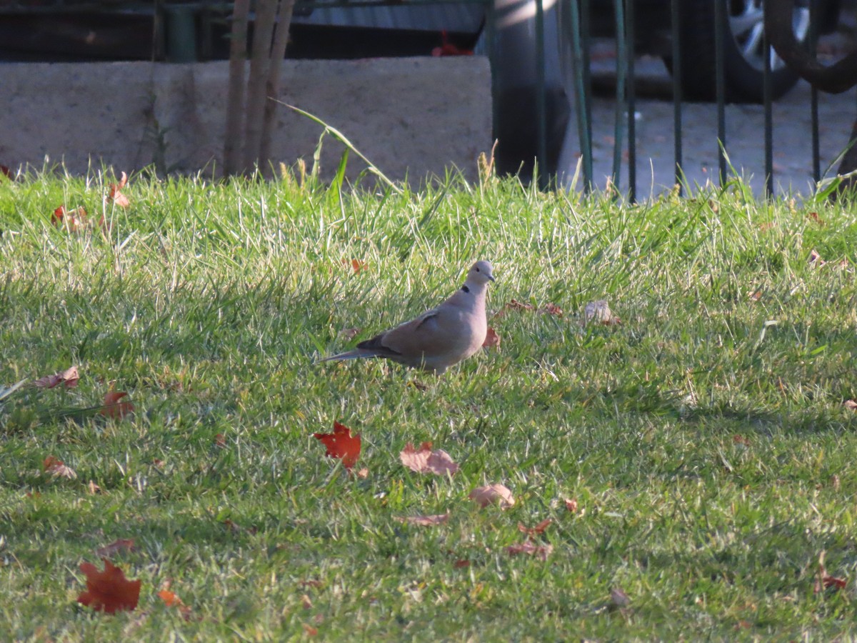 hrdlička zahradní - ML644710959