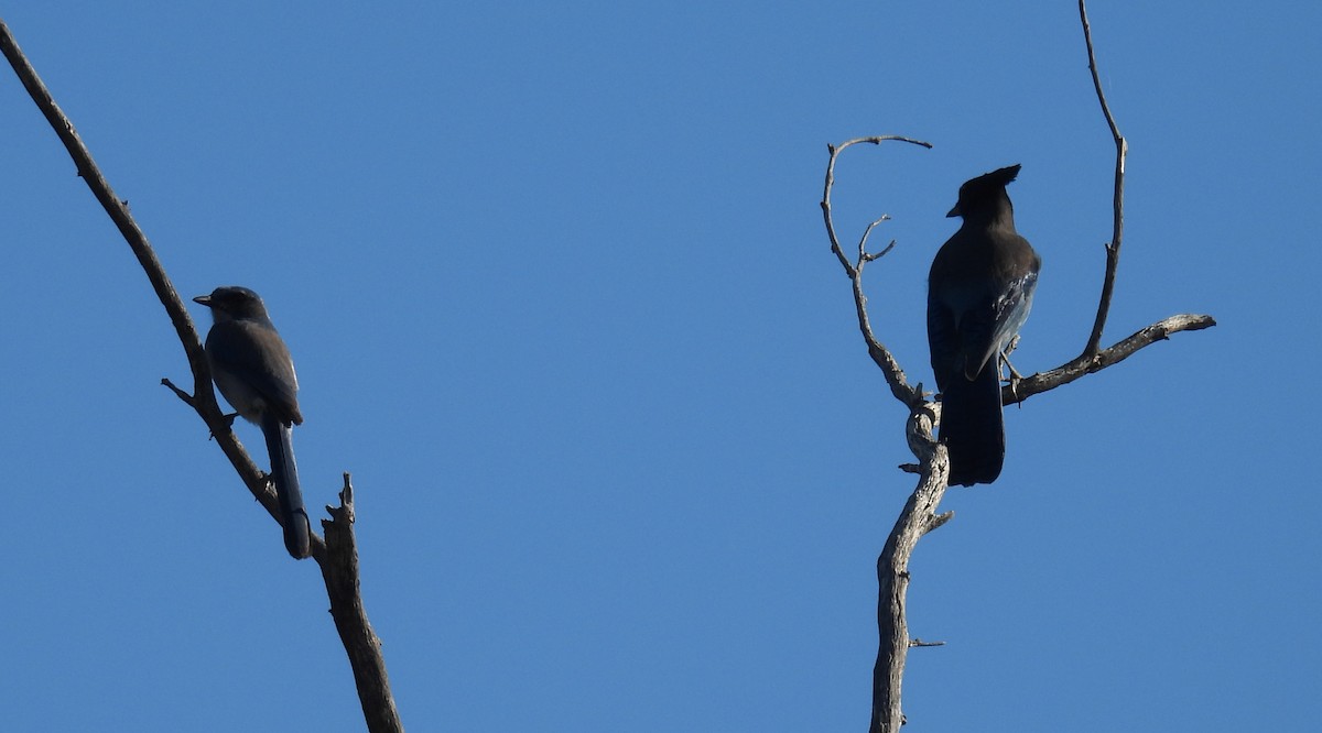 Steller Kargası - ML644710968