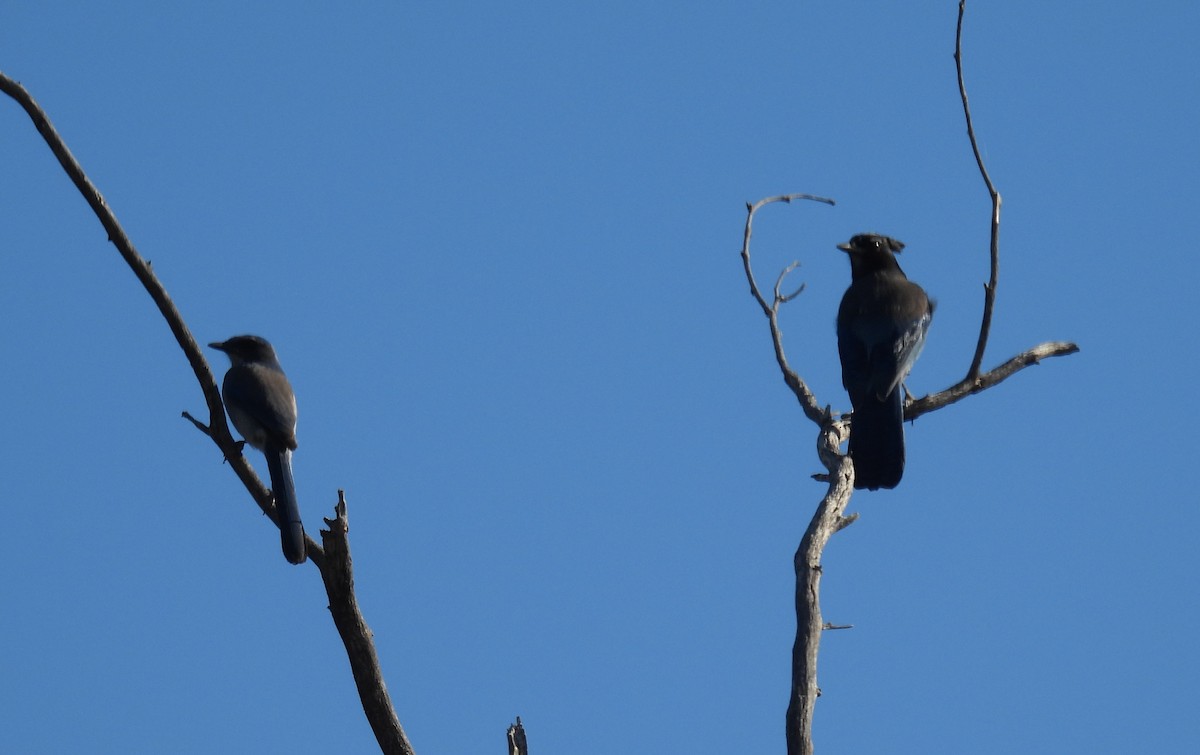 Steller Kargası - ML644710969