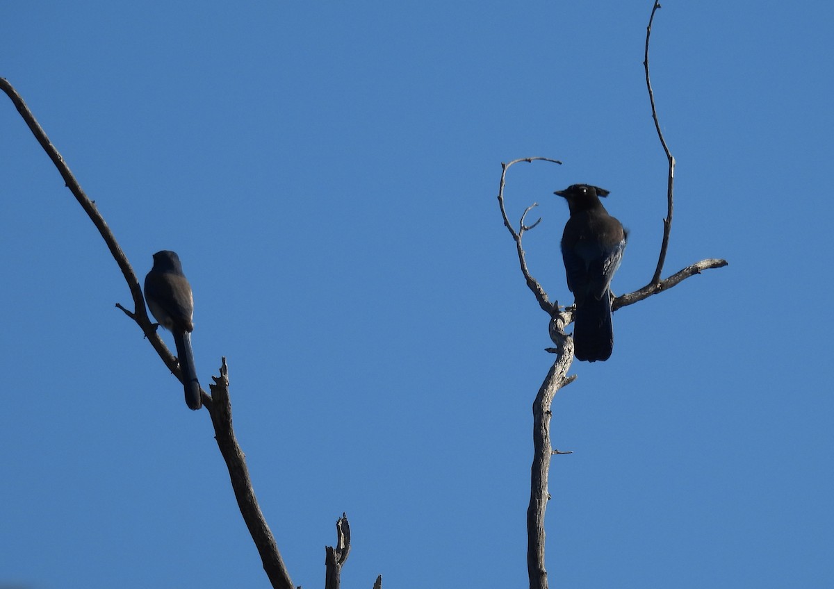 Steller Kargası - ML644710971