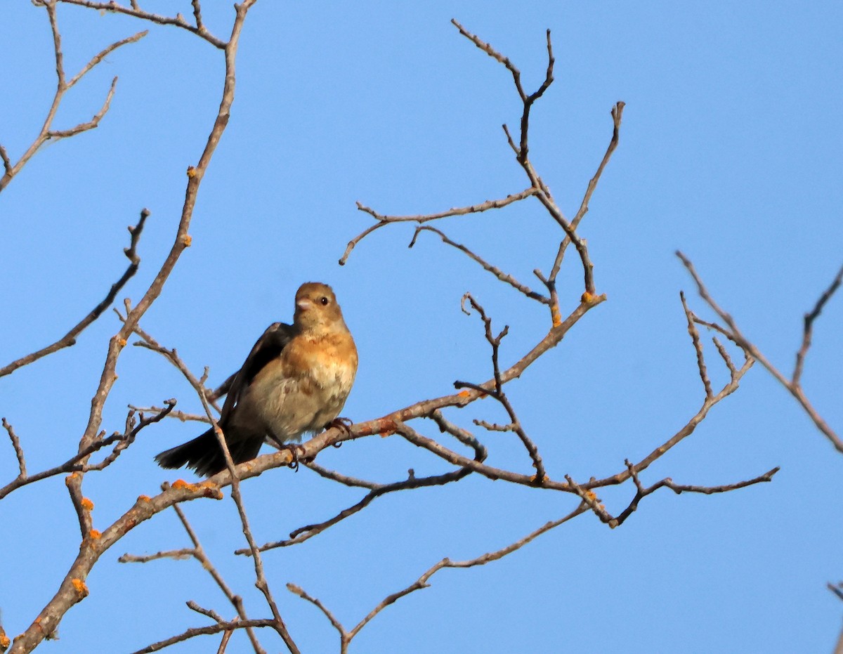 Lazuli Bunting - ML644710972