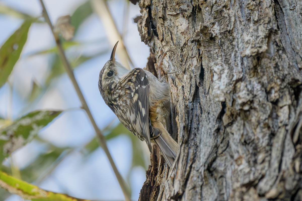 Grimpereau brun - ML644710974