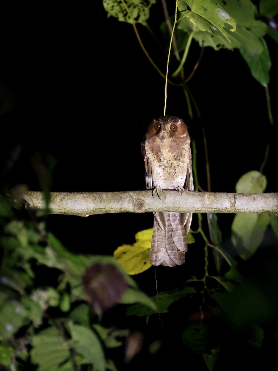 Еготело молуцький - ML644710984