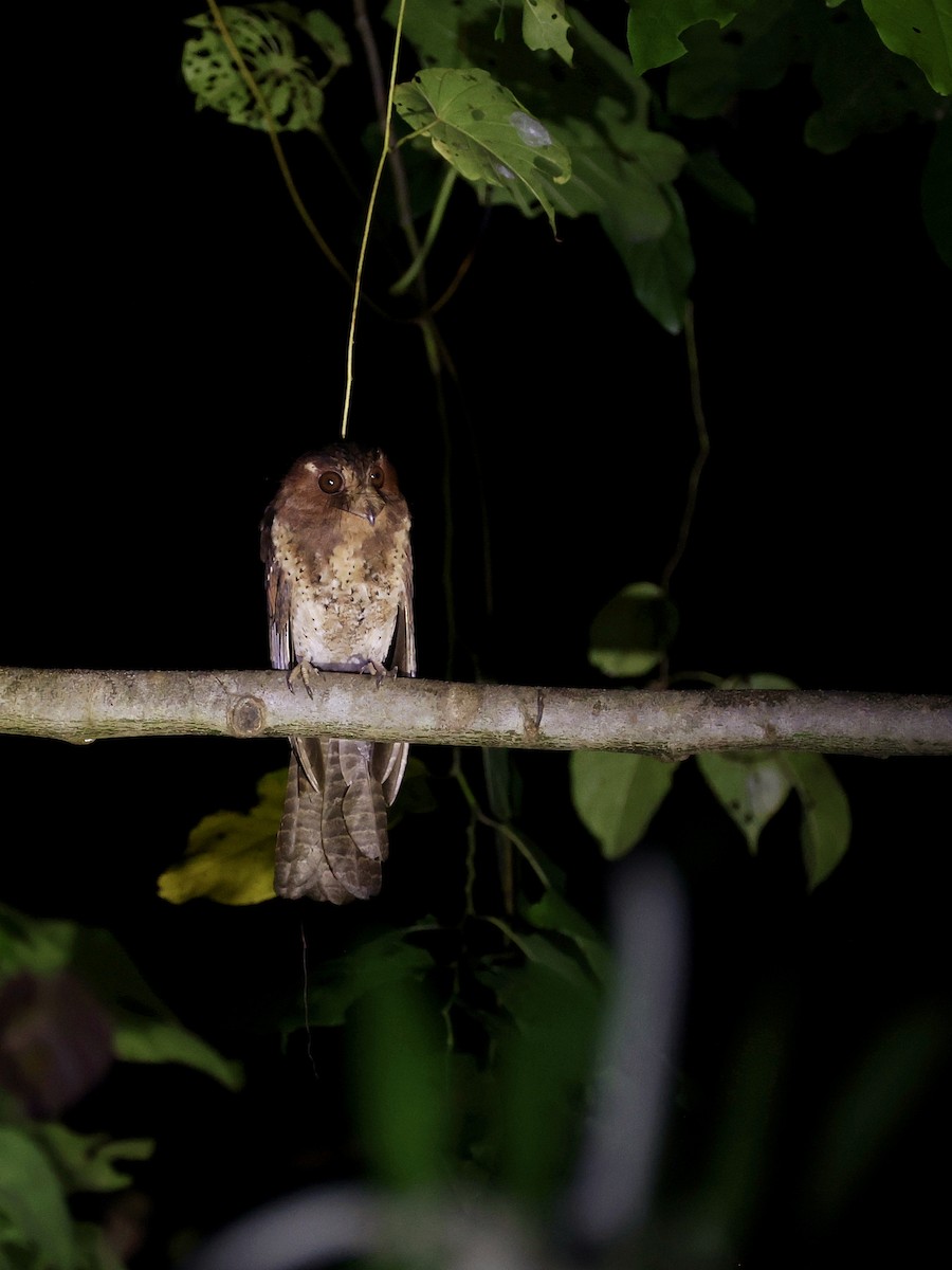 Еготело молуцький - ML644710986