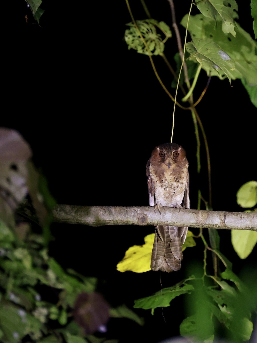 Еготело молуцький - ML644710987