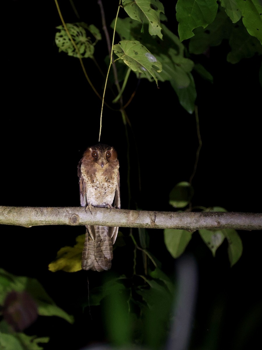 Еготело молуцький - ML644710988