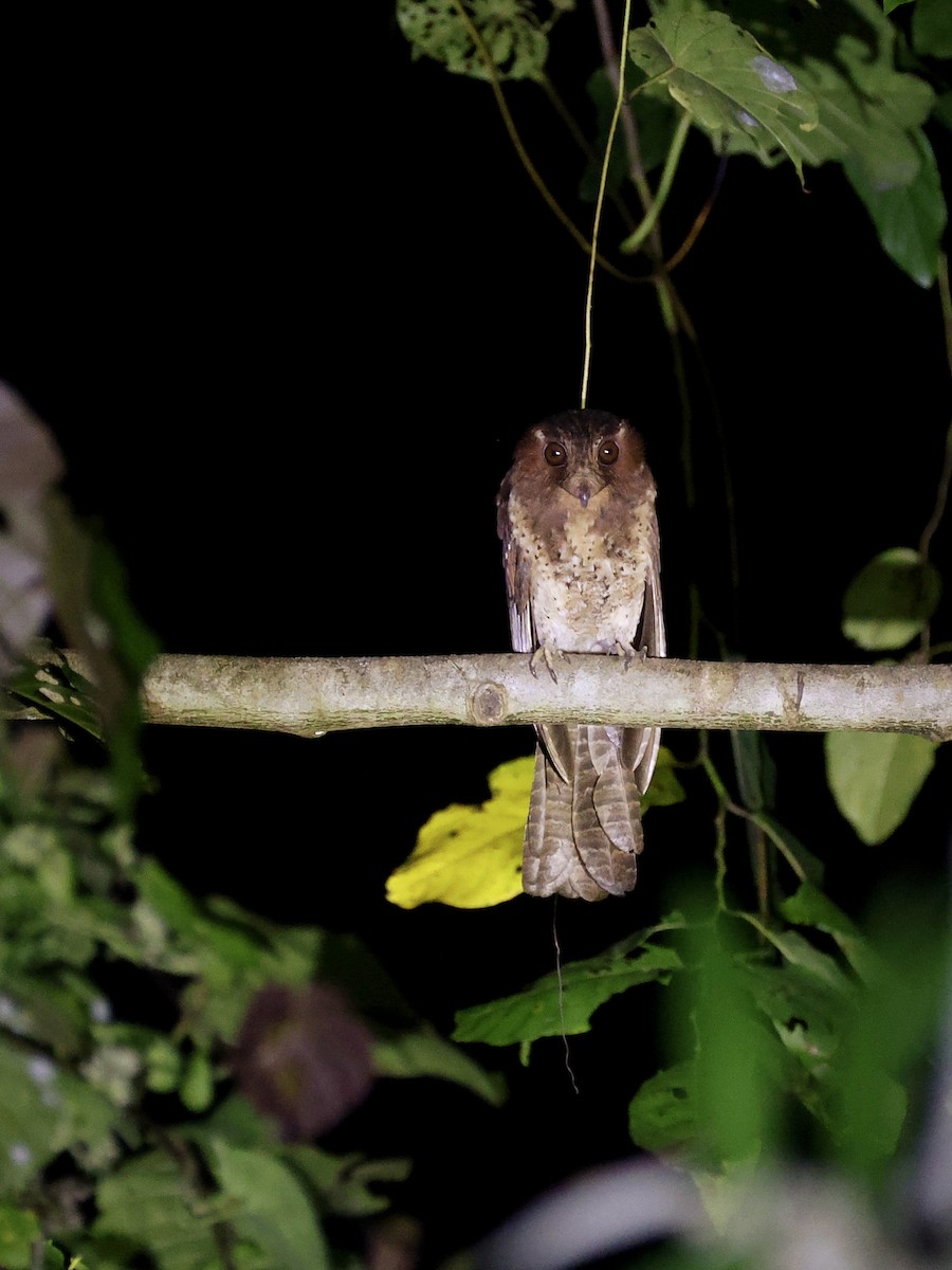 Еготело молуцький - ML644710990