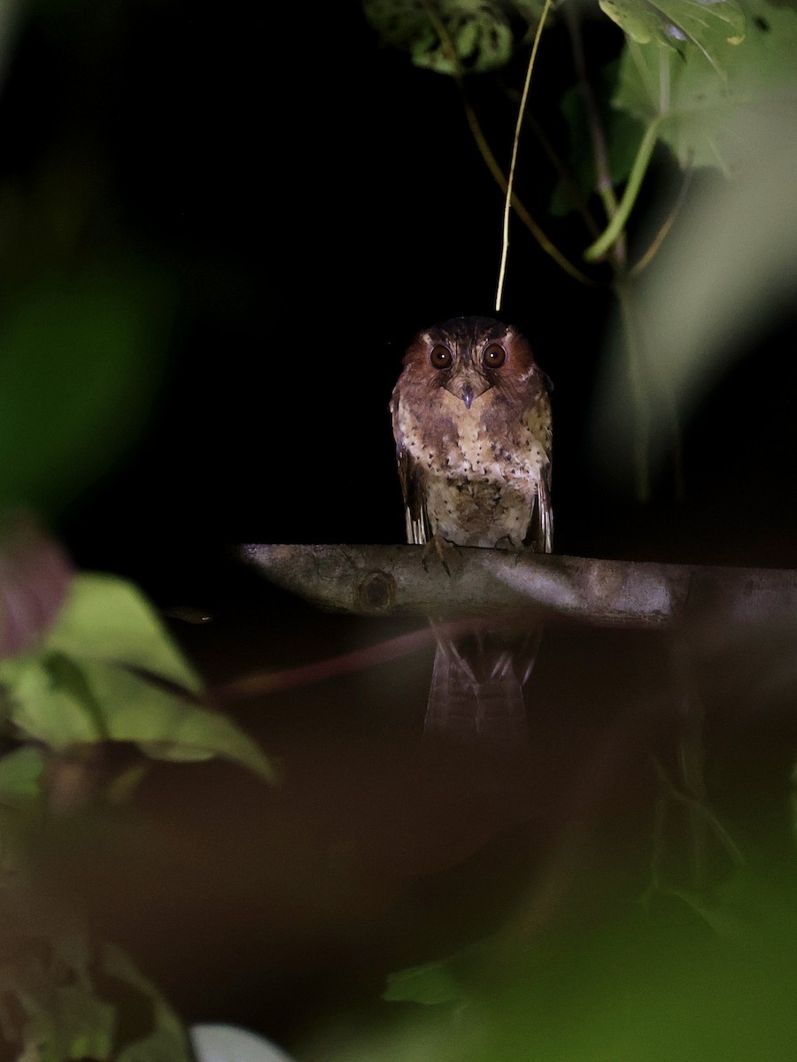 Еготело молуцький - ML644710991