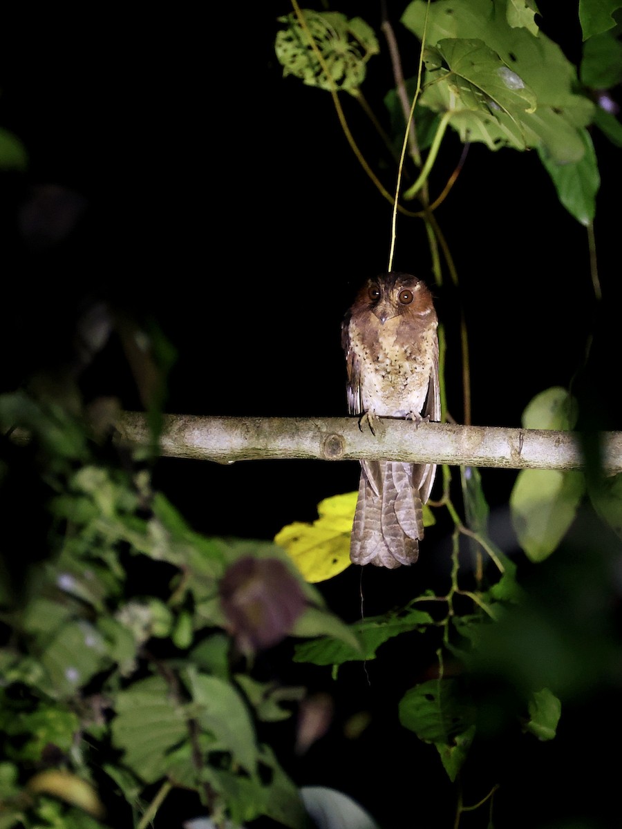 Еготело молуцький - ML644710992