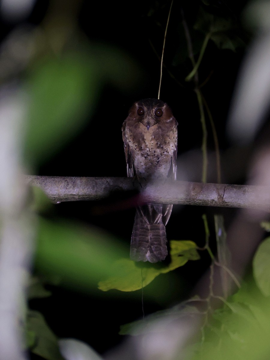 Еготело молуцький - ML644710993