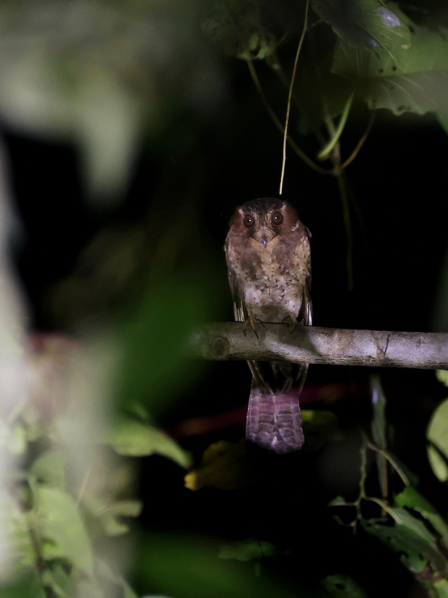 Еготело молуцький - ML644710995