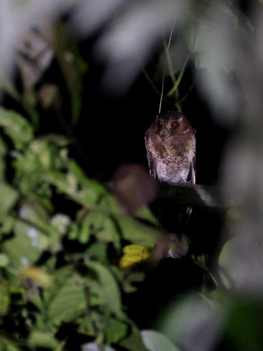 Еготело молуцький - ML644710996