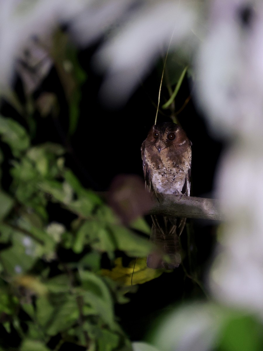 Еготело молуцький - ML644710997