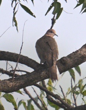 Tourterelle maillée - ML644711001