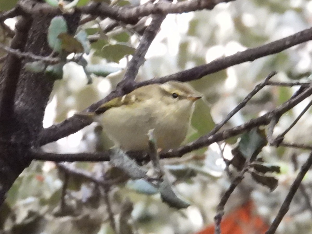 Yellow-browed Warbler - ML644711002