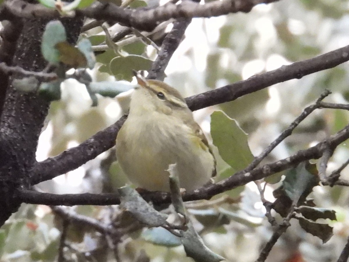 Yellow-browed Warbler - ML644711006
