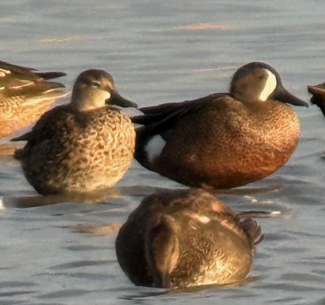 Blue-winged Teal - ML644711007