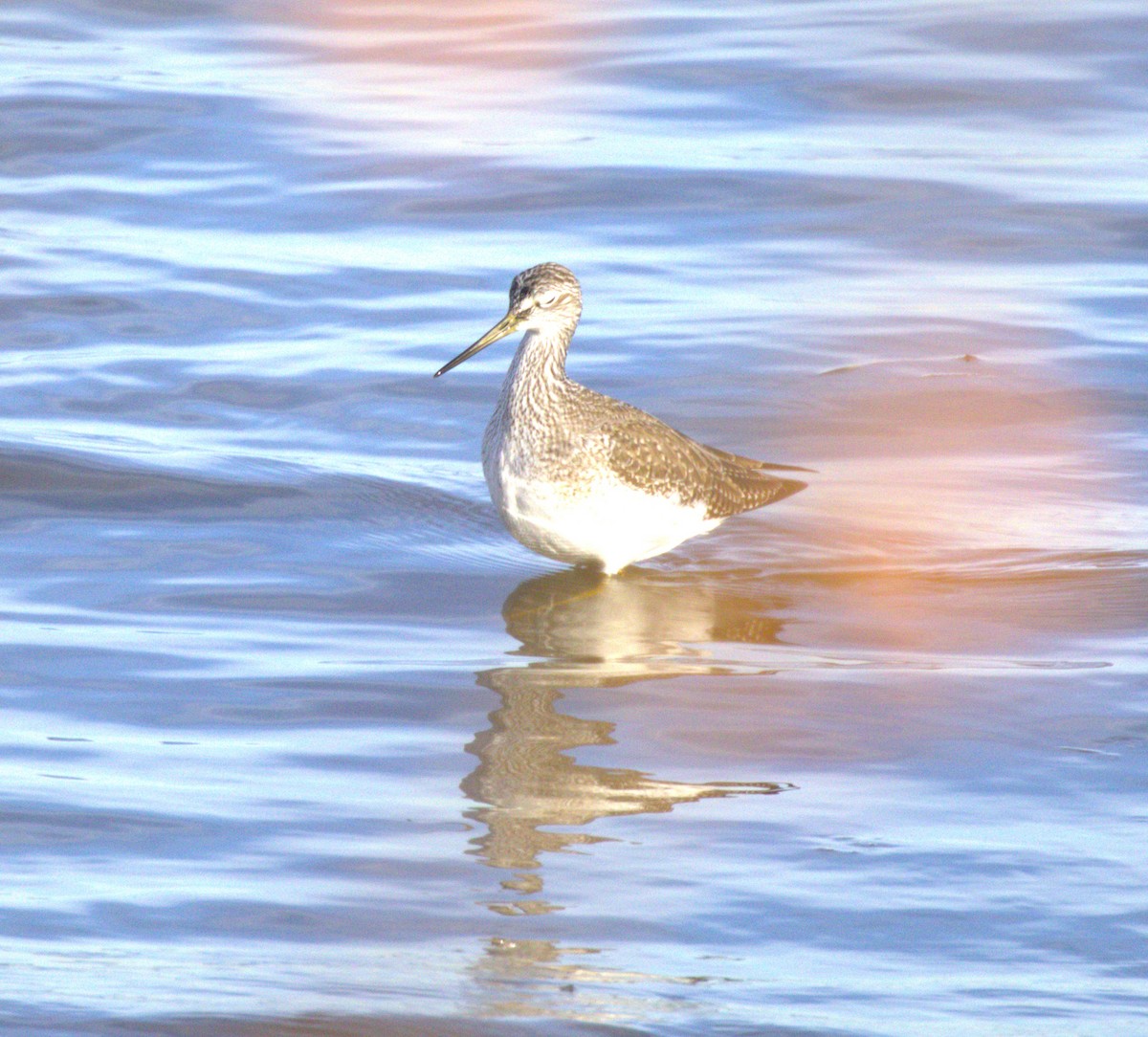 Tüpfelgelbschenkel - ML644711008
