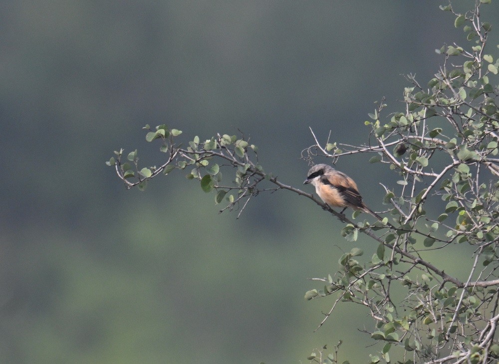 Pie-grièche schach - ML644711010