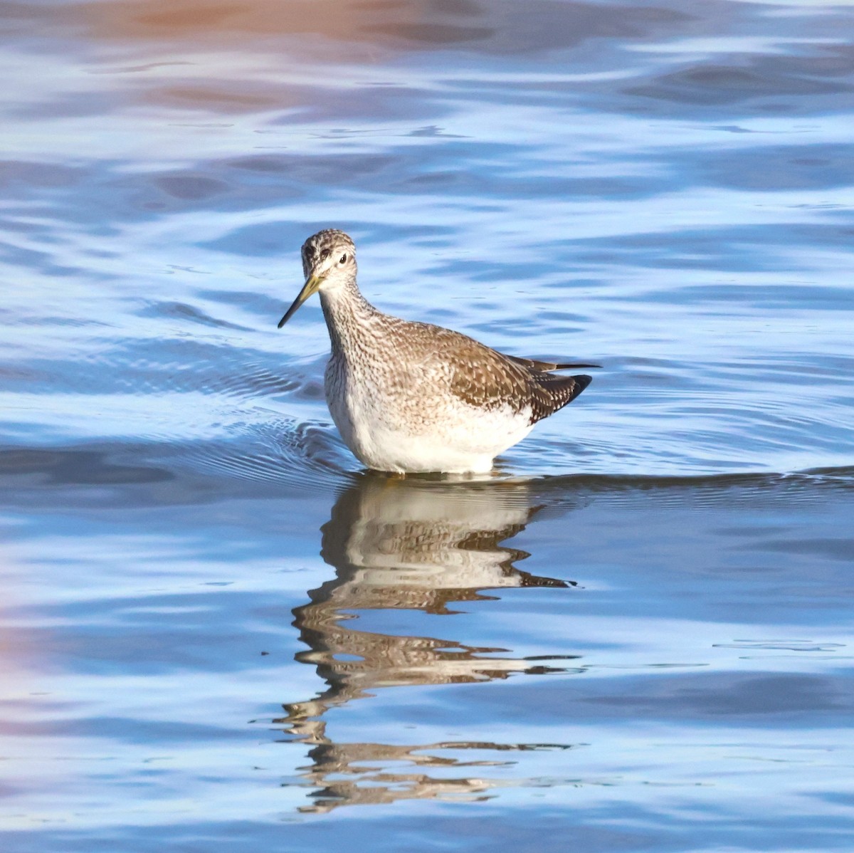 Tüpfelgelbschenkel - ML644711013